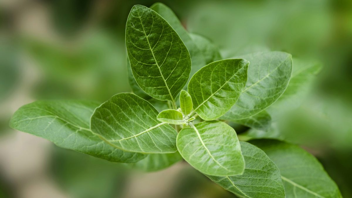 Close-up of the green, oval leaves at the tip of an ashwagandha (Withania somnifera) shoot, as identified by the photographer, against a blurred green background